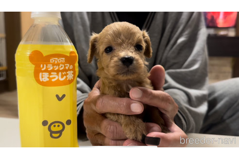 成約済の兵庫県のダップー:ミニチュアダックスフンド×トイプードル-352430の10枚目