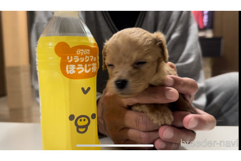 成約済の兵庫県のダップー:ミニチュアダックスフンド×トイプードル-352430の11枚目