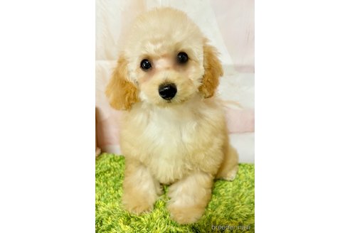 成約済の岡山県のティーカッププードル-339936の4枚目