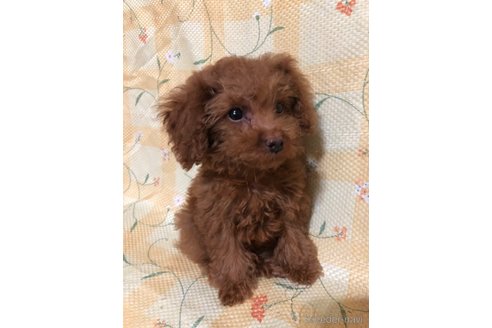 成約済の兵庫県のトイプードル-343510の8枚目