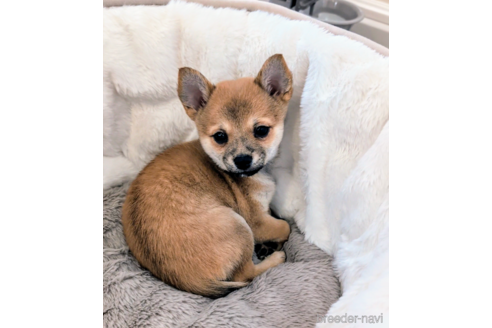 成約済の北海道のミックス犬-352452の2枚目