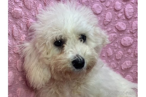 成約済の茨城県のビションフリーゼ-352466の10枚目