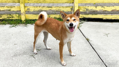 成約済の奈良県の柴犬-352499の6枚目