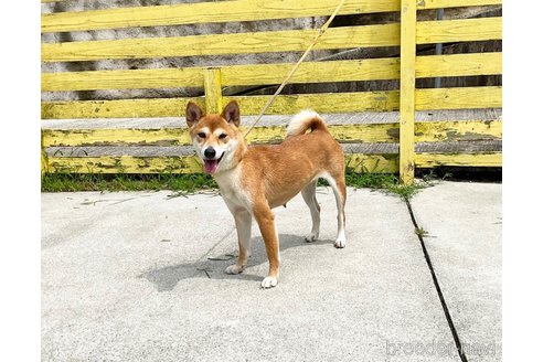 成約済の奈良県の柴犬-352499の3枚目