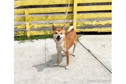 成約済の奈良県の柴犬-352499の2枚目
