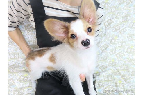 成約済の千葉県のパピヨン-330961の26枚目