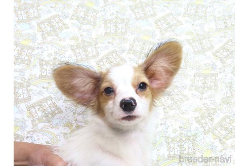 成約済の千葉県のパピヨン-330961の25枚目