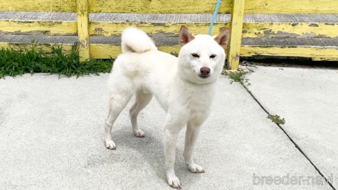 成約済の奈良県の柴犬-352504