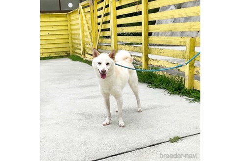 成約済の奈良県の柴犬-352504の5枚目
