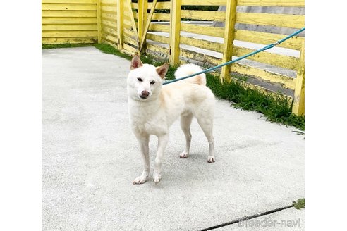成約済の奈良県の柴犬-352504の4枚目