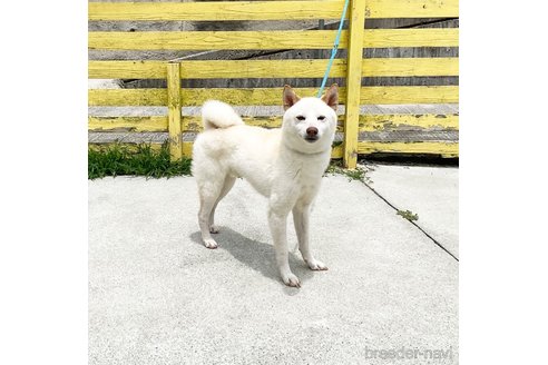成約済の奈良県の柴犬-352504の3枚目