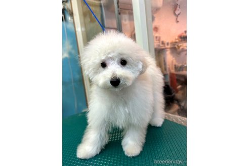 販売中の埼玉県のトイプードル-342362の10枚目