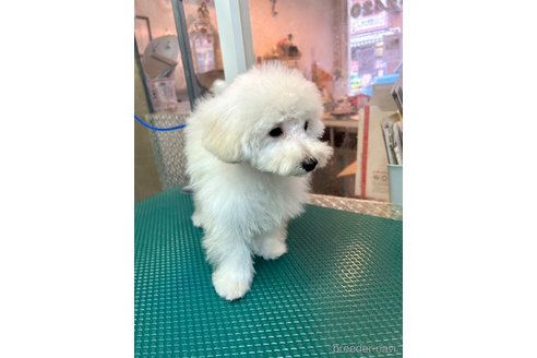 販売中の埼玉県のトイプードル-342362の9枚目