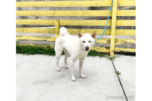 成約済の奈良県の柴犬-352504の2枚目