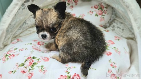 成約済の神奈川県のチワワ(ロングコート)-352534の6枚目