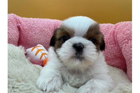 成約済の東京都のシーズー-352512