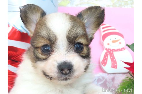 成約済の千葉県のパピヨン-352527の2枚目