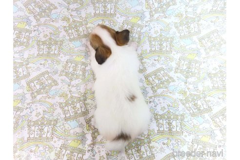 成約済の千葉県のパピヨン-352528の15枚目