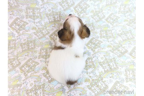 成約済の千葉県のパピヨン-352532の2枚目