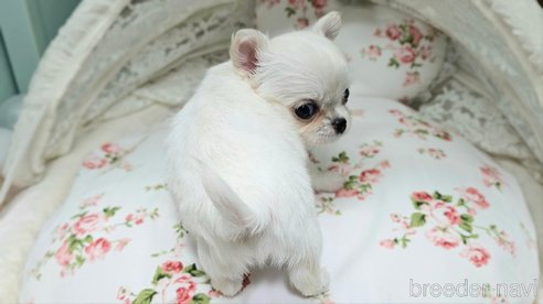 成約済の神奈川県のチワワ(ロングコート)-352543の12枚目