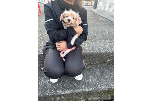 成約済の埼玉県のマルプー:マルチーズ×トイプードル-321767の5枚目