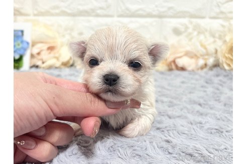成約済の福岡県のチワマル:チワワ×マルチーズ-347611の27枚目