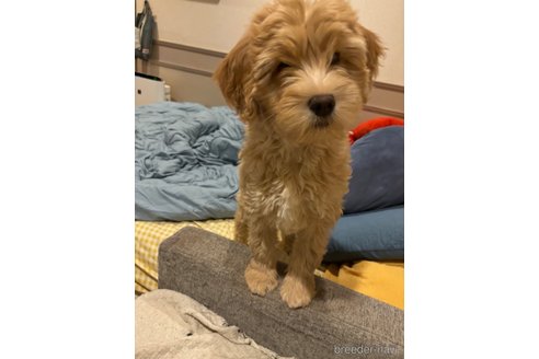 成約済の茨城県のミックス犬-339632の2枚目