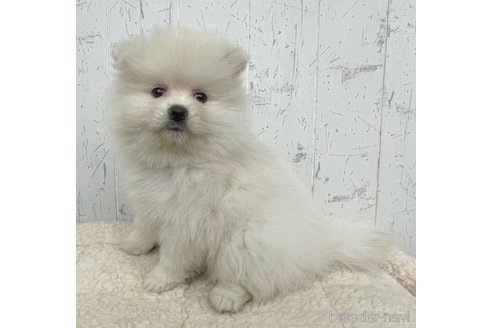 成約済の千葉県のポメラニアン-349587の3枚目