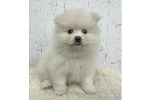成約済の千葉県のポメラニアン-349587の2枚目