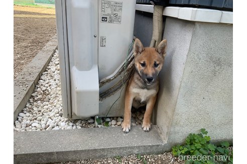 成約済の岡山県の柴犬-345257の4枚目