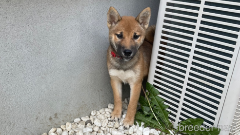 成約済の岡山県の柴犬-345257の3枚目