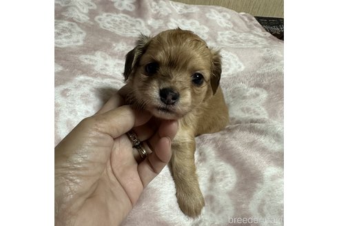 成約済の宮崎県のチワックス:チワワ×ミニチュアダックスフンド-347253の4枚目