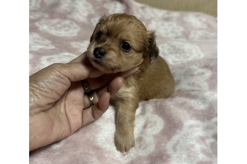 成約済の宮崎県のチワックス:チワワ×ミニチュアダックスフンド-347253の3枚目