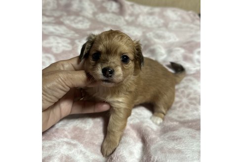 成約済の宮崎県のチワックス:チワワ×ミニチュアダックスフンド-347253の2枚目