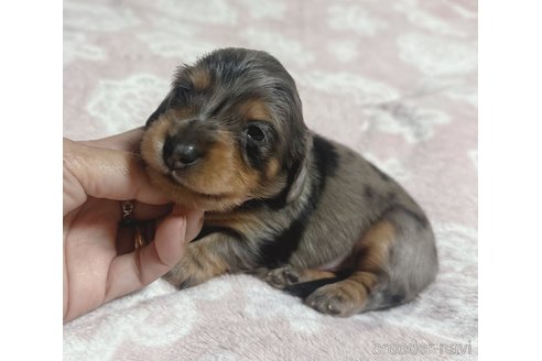 成約済の宮崎県のミニチュアダックスフンド(ロングヘアード)-352586の1枚目