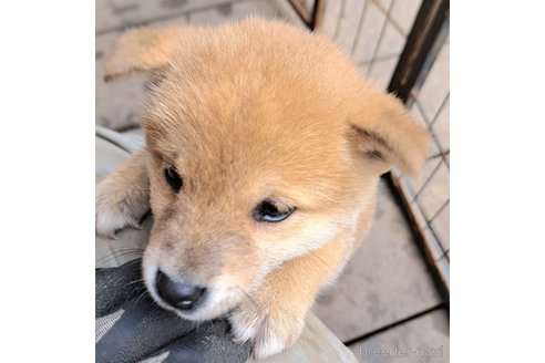 成約済の千葉県のミックス犬-352588の22枚目