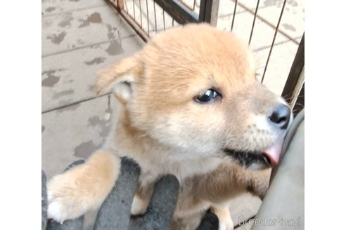 成約済の千葉県のミックス犬-352588の21枚目