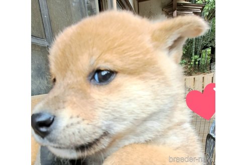 成約済の千葉県のミックス犬-352588の20枚目