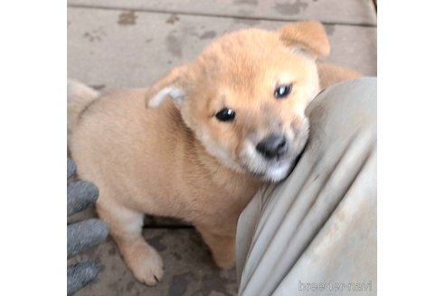 成約済の千葉県のミックス犬-352588の19枚目