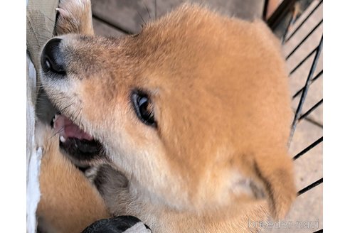 成約済の千葉県のミックス犬-352588の18枚目
