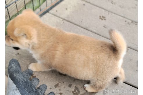 成約済の千葉県のミックス犬-352588の16枚目