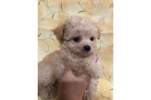 成約済の兵庫県のチワプー:チワワ×トイプードル-351558の3枚目