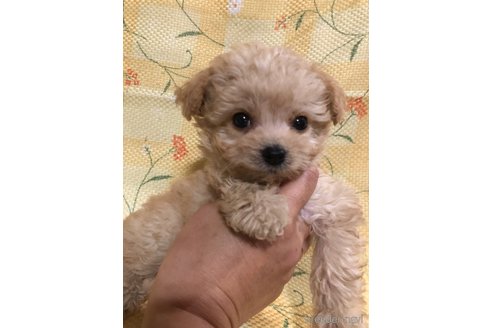 成約済の兵庫県のチワプー:チワワ×トイプードル-351558の4枚目
