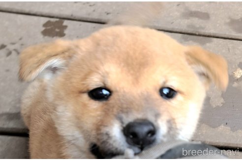 成約済の千葉県のミックス犬-352590の20枚目
