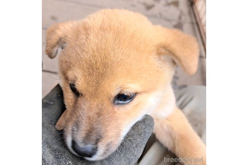 成約済の千葉県のミックス犬-352590の19枚目