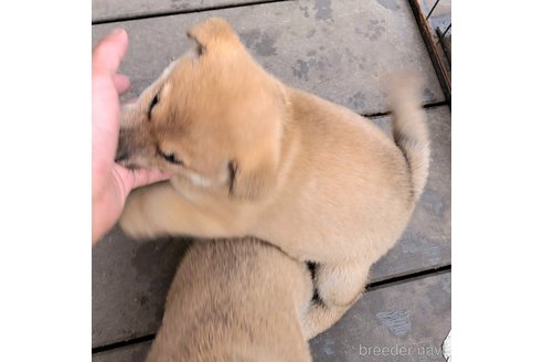 成約済の千葉県のミックス犬-352590の18枚目