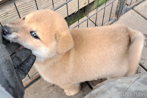 成約済の千葉県のミックス犬-352590の17枚目