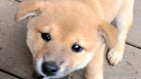 成約済の千葉県のミックス犬-352590の16枚目