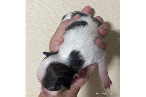 成約済の岡山県のパピヨン-351425の4枚目