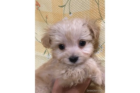 成約済の兵庫県のチワプー:チワワ×トイプードル-351559の9枚目
